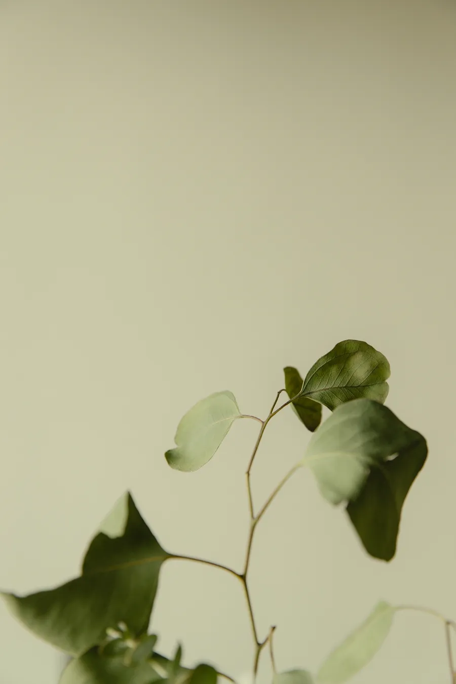 A sparse eucalyptus branch against a soft sage wall